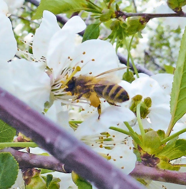 Honigbienen sind bedeutend für den Obstbau