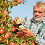 Qualitätskontolle von Äpfeln