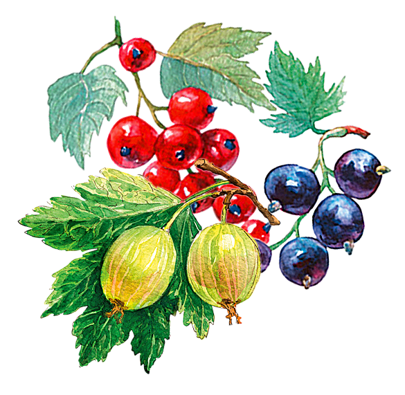 Johannisbeeren und Stachelbeeren