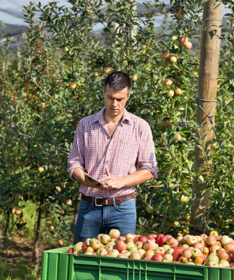 Junger Obstbauer mit Tablet in Apfelplantage während der Apfelernte